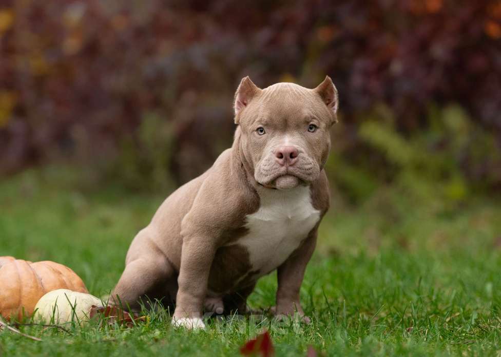 Собаки в Санкт-Петербурге: Американский Булли  Мальчик, Бесплатно - фото 2