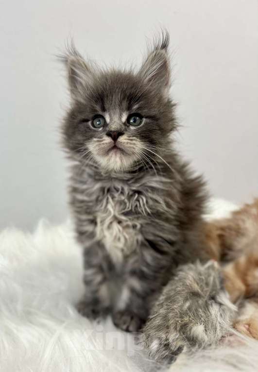 Кошки в Екатеринбурге: Голубой мальчик Мальчик, 55 000 руб. - фото 3