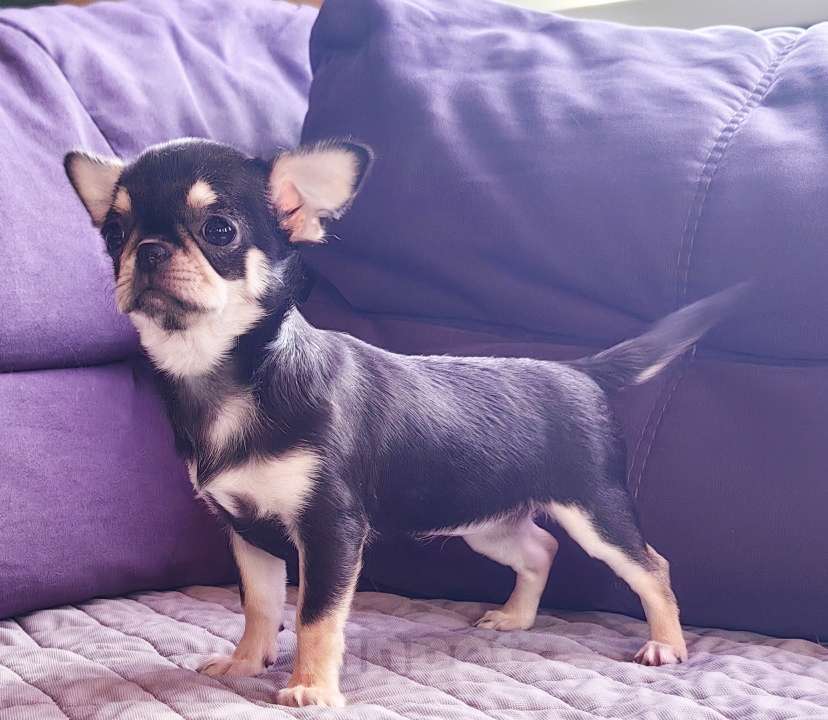 Собаки в Москве: Чихуахуа. Девочка. Мелкая. Девочка, 60 000 руб. - фото 3