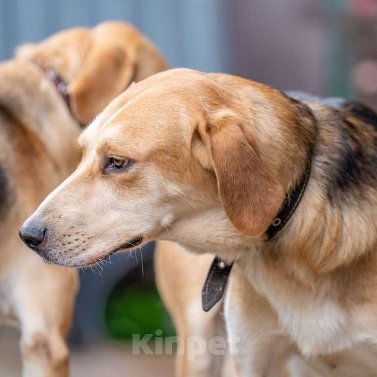 Собаки в Москве: Микки Девочка, Бесплатно - фото 3