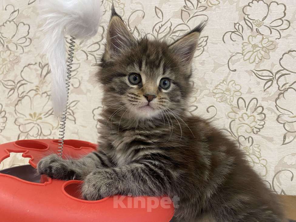 Кошки в Санкт-Петербурге: Котенок Мей-кун Девочка, 18 000 руб. - фото 1