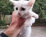 Кошки в Сочи: Котенок Девочка, Бесплатно - фото 1