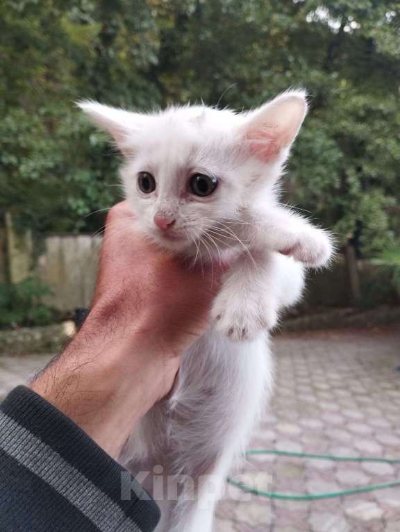 Кошки в Сочи: Котенок Девочка, Бесплатно - фото 1