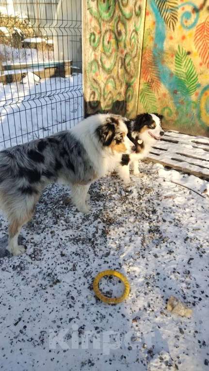 Собаки в Бикине: Аусси Мальчик, 50 000 руб. - фото 1