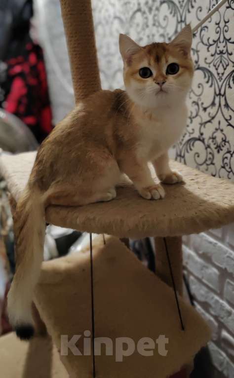 Кошки в Владивостоке: Шотландская золотая шиншилла Девочка, 40 000 руб. - фото 2