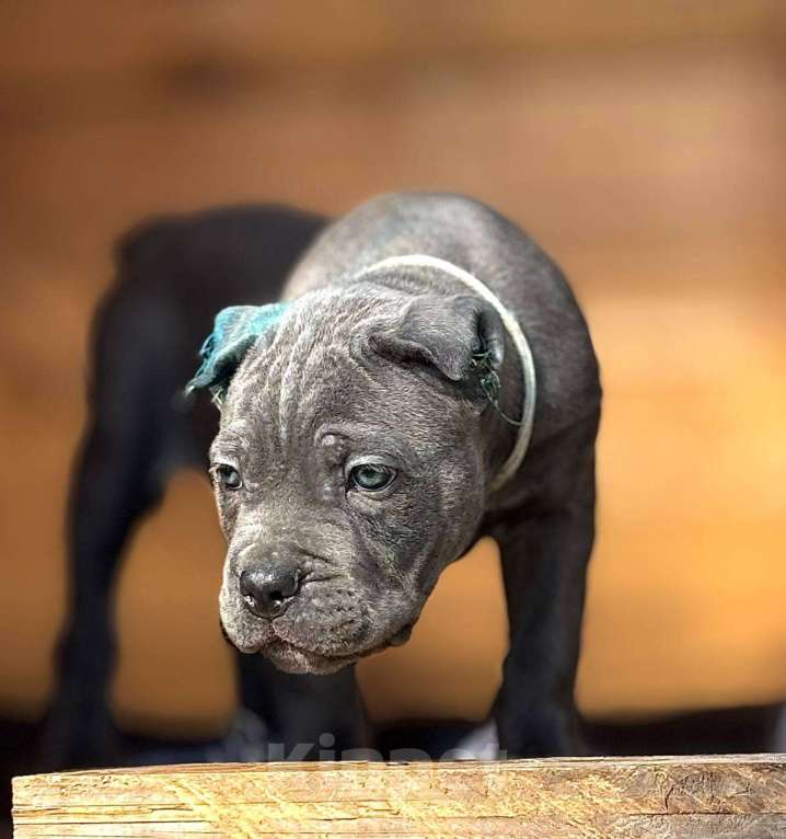 Собаки в других городах Московской области: В питомнике Ретро Роше открыт к продаже помет дата рождения 01.08.2025 Девочка, 150 000 руб. - фото 3