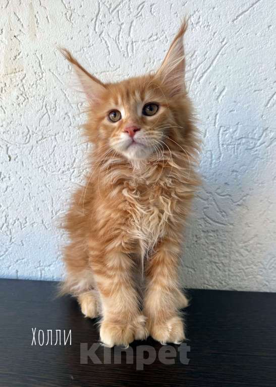 Кошки в Екатеринбурге: котенок мейн-кун Девочка, 35 000 руб. - фото 6