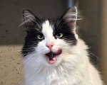 Кошки в Санкт-Петербурге: Кошка ищет дом Девочка, Бесплатно - фото 2