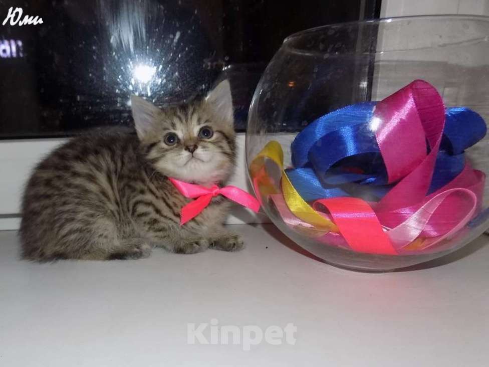 Кошки в Москве: Шотландская короткошерстная прямоухая девочка, котенок Девочка, 12 000 руб. - фото 3