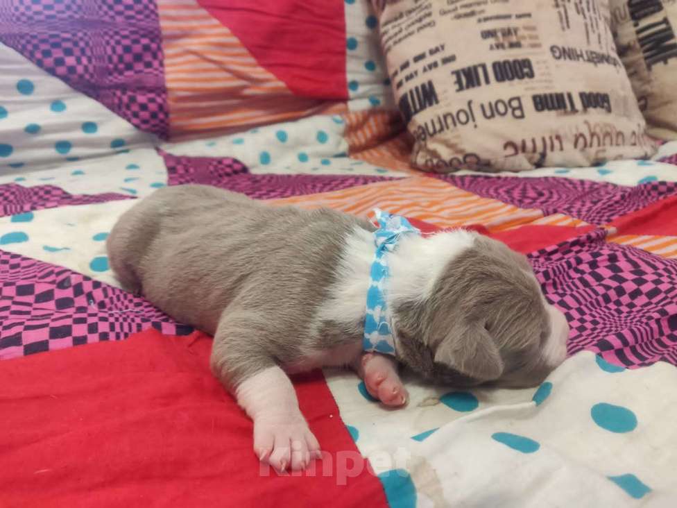 Собаки в Пензе: 3девочки и 5маличиков  Мальчик, 15 000 руб. - фото 6