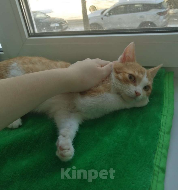 Кошки в Вологде: Котёнок Мальчик, Бесплатно - фото 1