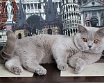 Кошки в Москве: Британский котик Мальчик, 20 000 руб. - фото 4