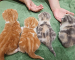 Кошки в Ачинске: Шотландские котята, 4 000 руб. - фото 1