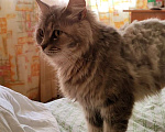 Кошки в Москве: Кошка в добрые руки Девочка, 10 руб. - фото 3