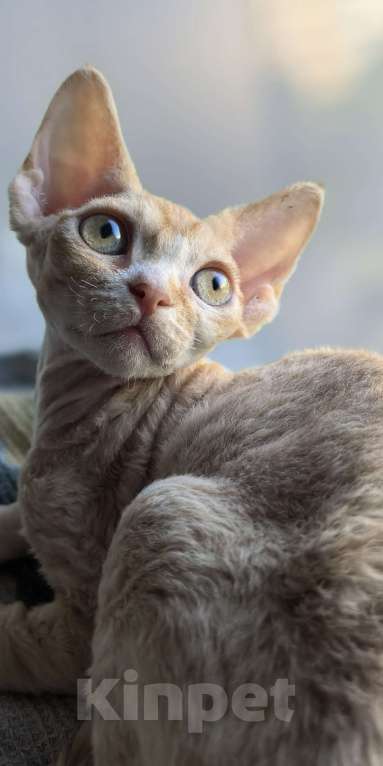 Кошки в Москве: Солнечный лас-Котун готов стать вашим Мальчик, 50 000 руб. - фото 3