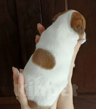 Собаки в других городах Московской области: Девочка Джек Рассел терьер  Девочка, 15 000 руб. - фото 2