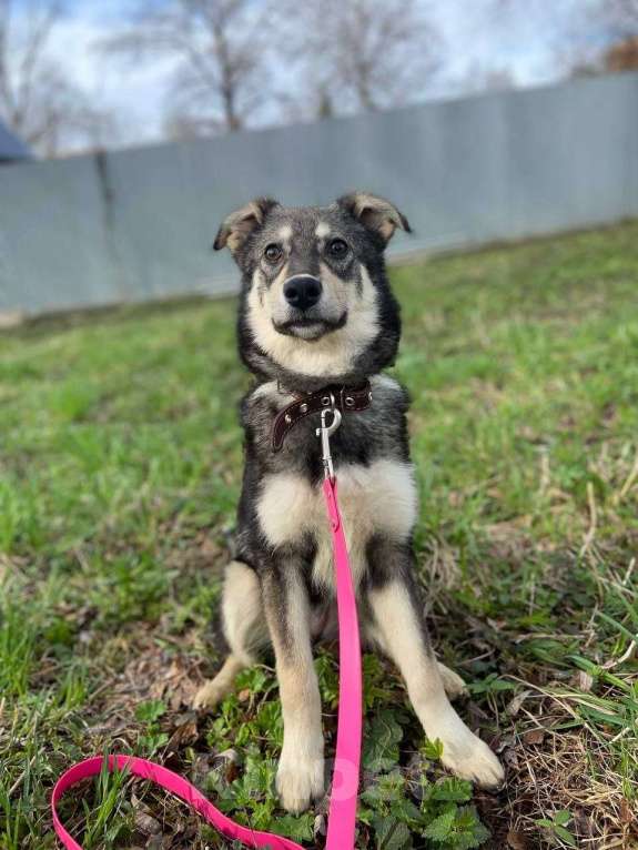 Собаки в Москве: Даная якутенок в добрые руки Девочка, Бесплатно - фото 8