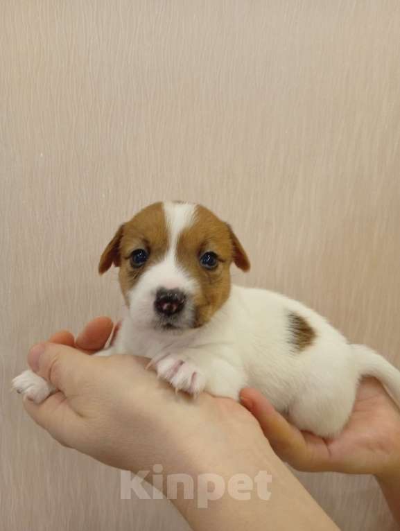 Собаки в Дмитрове: Девочка Девочка, 30 000 руб. - фото 1