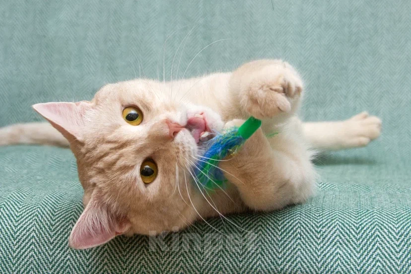 Кошки в Реутове: Взрослый кот в добрые руки Мальчик, Бесплатно - фото 7