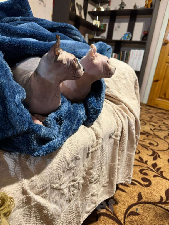 Кошки в других городах Ставропольского края: Канадский сфинкс эльф Девочка, 30 000 руб. - фото 5