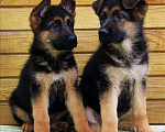 Собаки в Южном-Сахалинске: Щенки Немецкой Овчарки Мальчик, Бесплатно - фото 1