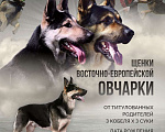 Собаки в Новосибирске: Великолепные щенки  восточно-европейской овчарки Девочка, Бесплатно - фото 5