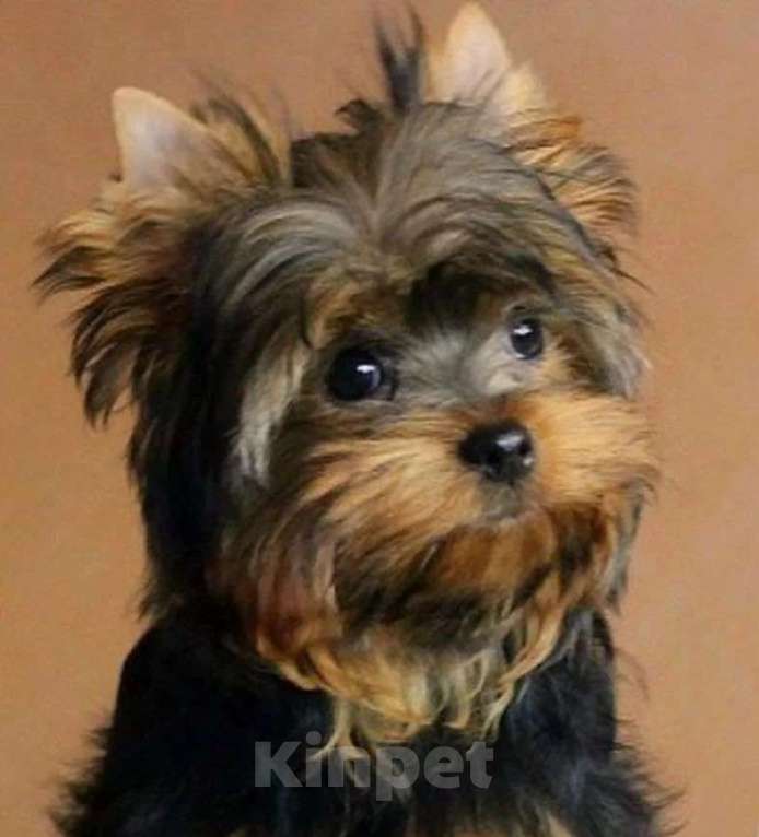 Собаки в Самаре: Щенки йорочки, 1 руб. - фото 3