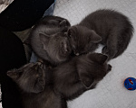 Кошки в Екатеринбурге: Мама кошка и её котята ищут будущих хозяев! Разнополые, Бесплатно - фото 4