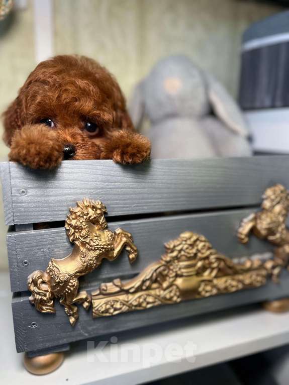 Собаки в Москве: Щенок той пудель Мальчик, 300 000 руб. - фото 4