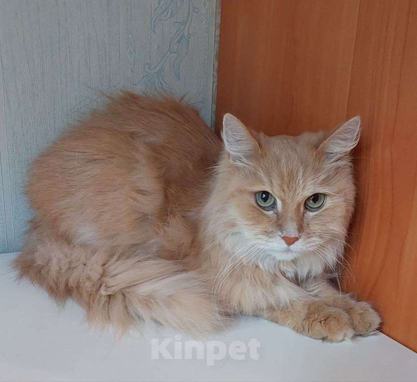 Кошки в Долгопрудном: Сиротинушка Тимка ждёт свою семью Мальчик, Бесплатно - фото 5