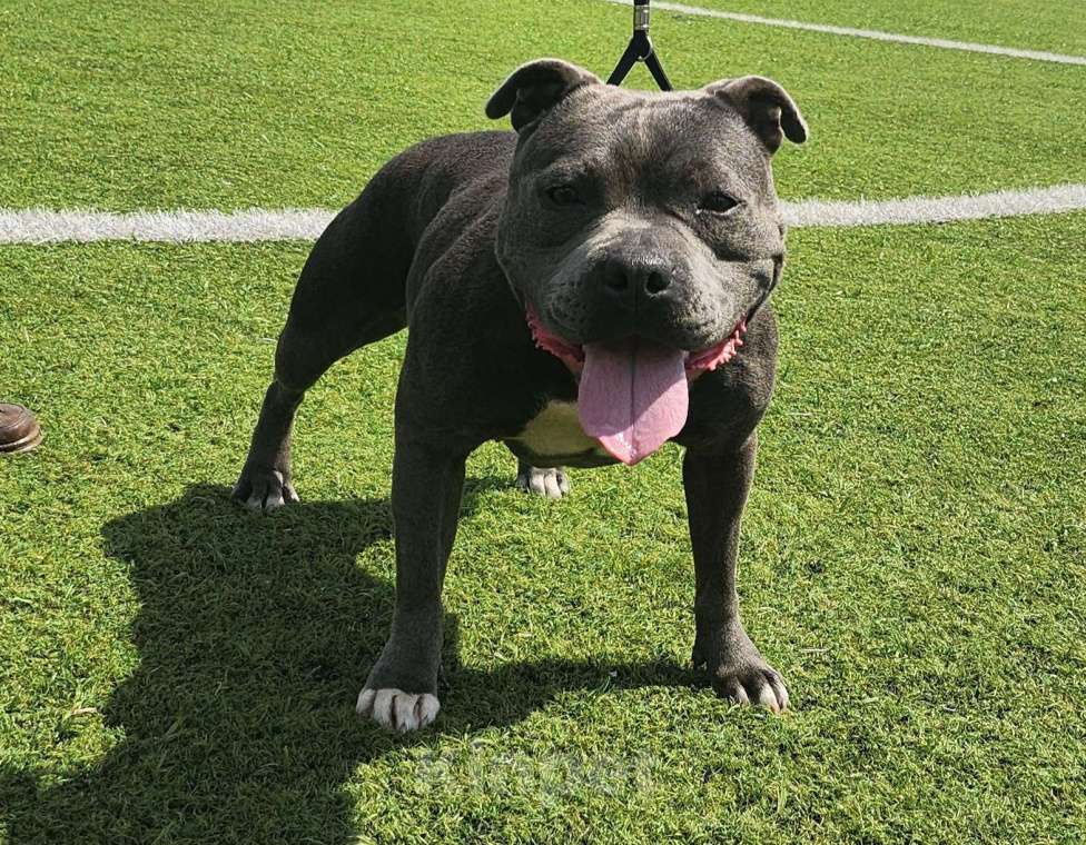 Собаки в Туле: Стаффорлширский бультерьер  Девочка, 50 000 руб. - фото 3