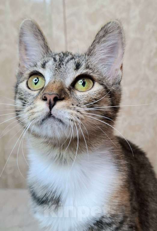 Кошки в Москве: Трехцветная кошечка-подросток в добрые руки  Девочка, Бесплатно - фото 9