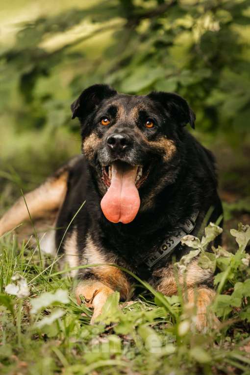 Собаки в Москве: Славный Майло ищет дом Мальчик, Бесплатно - фото 6