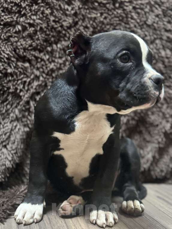 Собаки в других городах Московской области: Американский Булли   Девочка, 50 000 руб. - фото 2