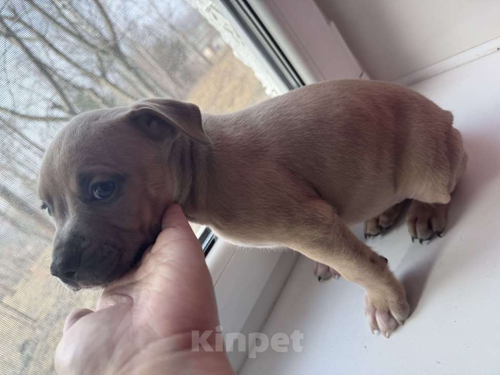 Собаки в других городах Московской области: Очаровательная девочка  Девочка, 40 000 руб. - фото 2