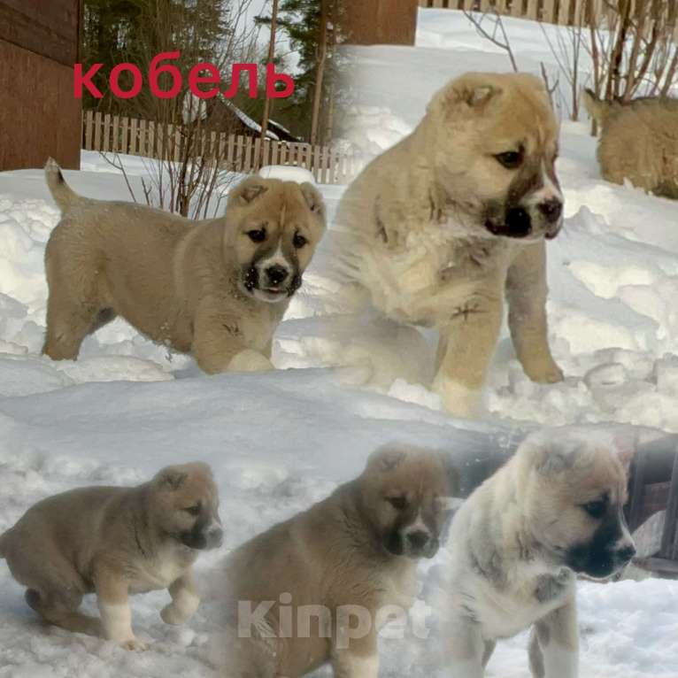 Собаки в Медвежьегорске: Продам щенков Мальчик, Бесплатно - фото 1