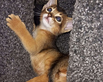 Кошки в Тюмени: Абиссинские котята Девочка, 55 000 руб. - фото 1
