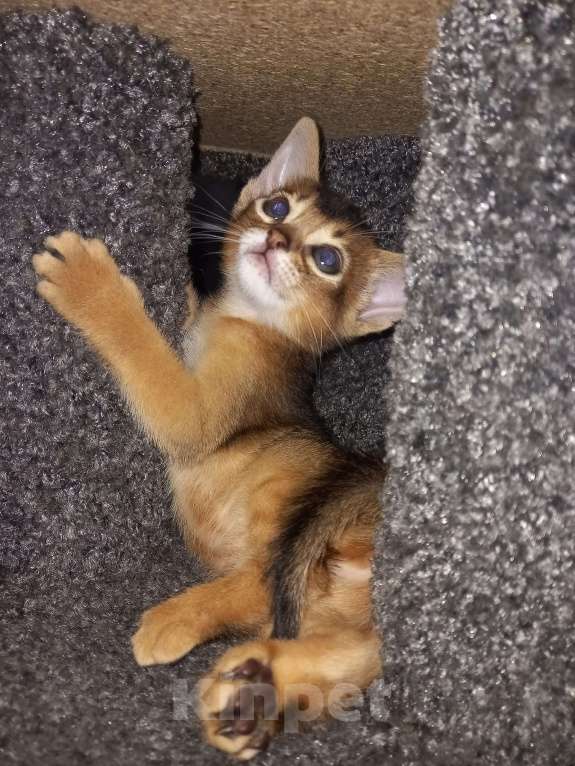 Кошки в Тюмени: Абиссинские котята Девочка, 55 000 руб. - фото 1