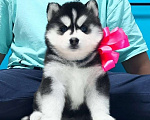 Собаки в Балашихе: Хаски Щенки Разных окрасов Разнополые, Бесплатно - фото 1