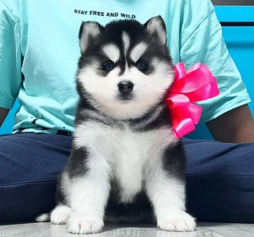 Хаски Щенки Разных окрасов