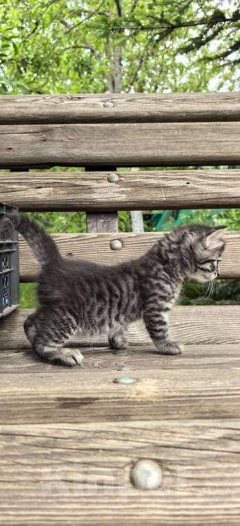 Кошки в Ставрополе: Котёнок  Девочка, 100 руб. - фото 2