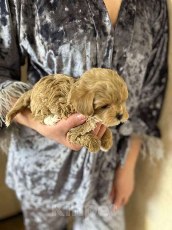 Собаки в Нижнем Новгороде: Мальтипу Девочка, 150 000 руб. - фото 2