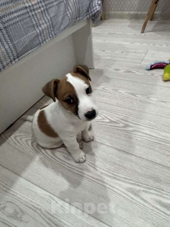 Собаки в Набережных Челнах: Джек Рассел терьер ,щенок  Мальчик, 40 000 руб. - фото 2