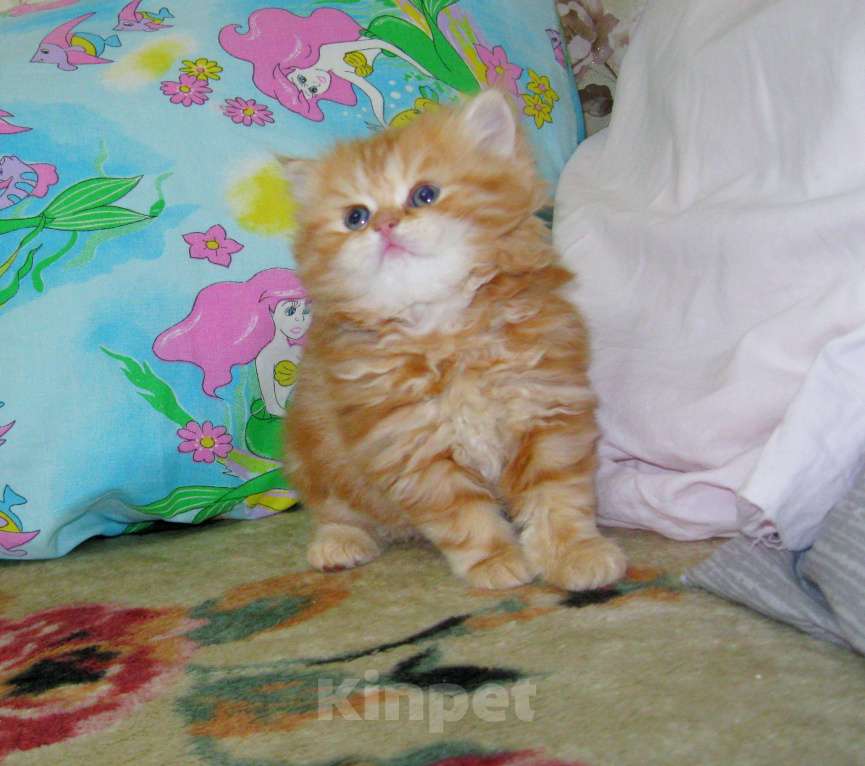 Кошки в Ставрополе: Красный мраморный хайленд Девочка, 25 000 руб. - фото 4