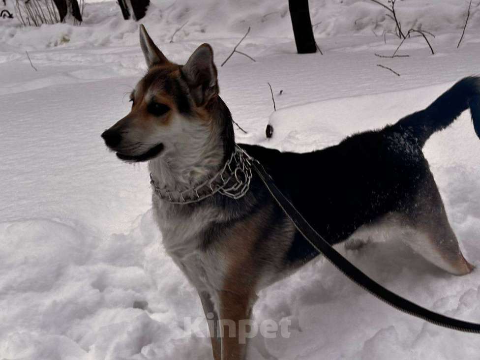 Собаки в Москве: Джокер в добрые руки Мальчик, Бесплатно - фото 8