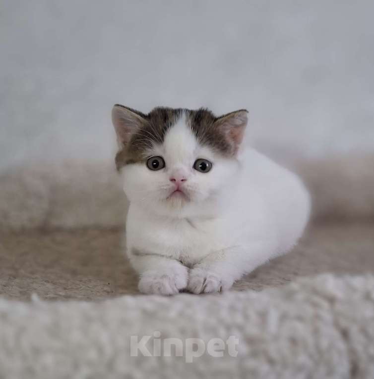 Кошки в Ярославле: Шотландский короткошерстный мальчик Мальчик, 30 000 руб. - фото 5