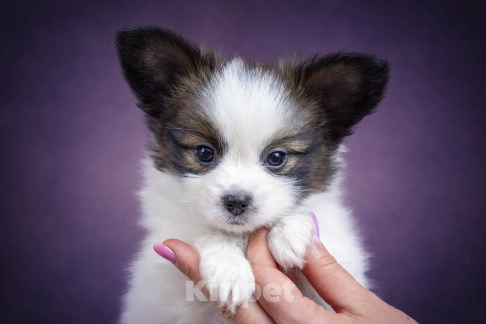 Собаки в Люберцах: Девочка Девочка, Бесплатно - фото 1