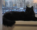 Кошки в Мытищах: Котик в добрые руки Мальчик, Бесплатно - фото 2