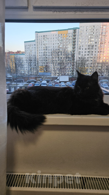 Кошки в Мытищах: Котик в добрые руки Мальчик, Бесплатно - фото 2
