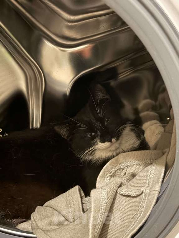 Кошки в Санкт-Петербурге: Подросток из приюта в добрые руки Девочка, Бесплатно - фото 1